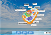 Eukaryotic cell diagram online